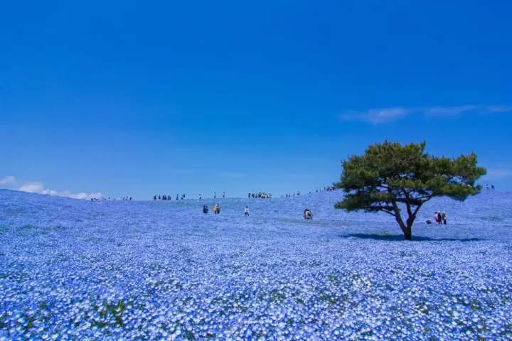 10 Best spots to view spring flowers around Japan 