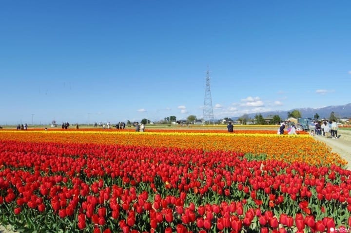 10 Best spots to view spring flowers around Japan