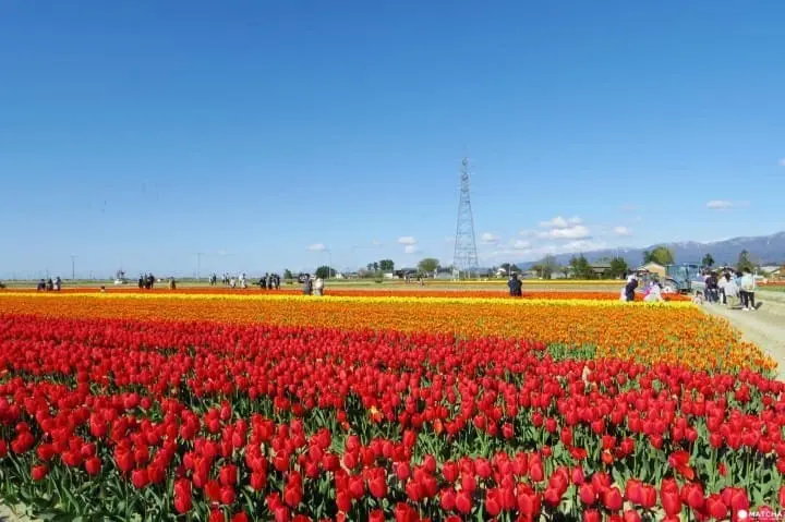 10 Best spots to view spring flowers around Japan 
