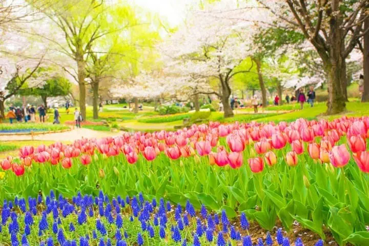 10 Best spots to view spring flowers around Japan 