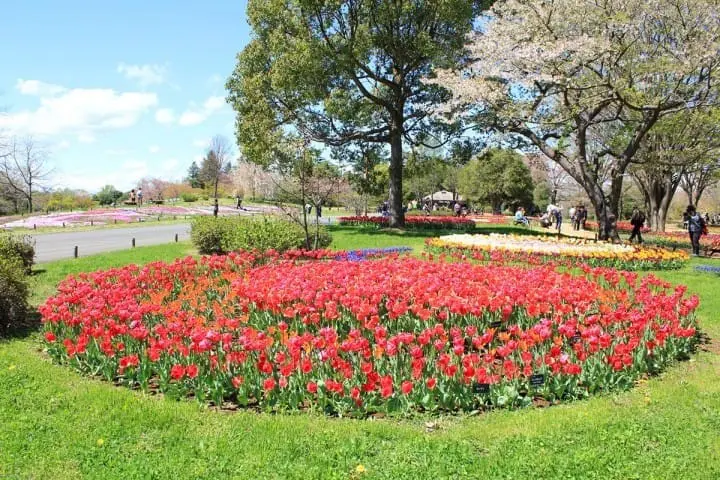10 Best spots to view spring flowers around Japan 