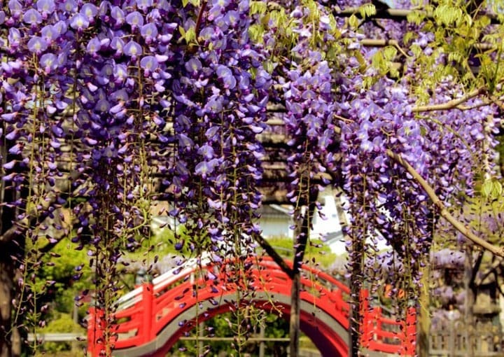 10 Best spots to view spring flowers around Japan