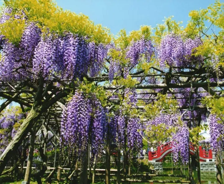 10 Best spots to view spring flowers around Japan 
