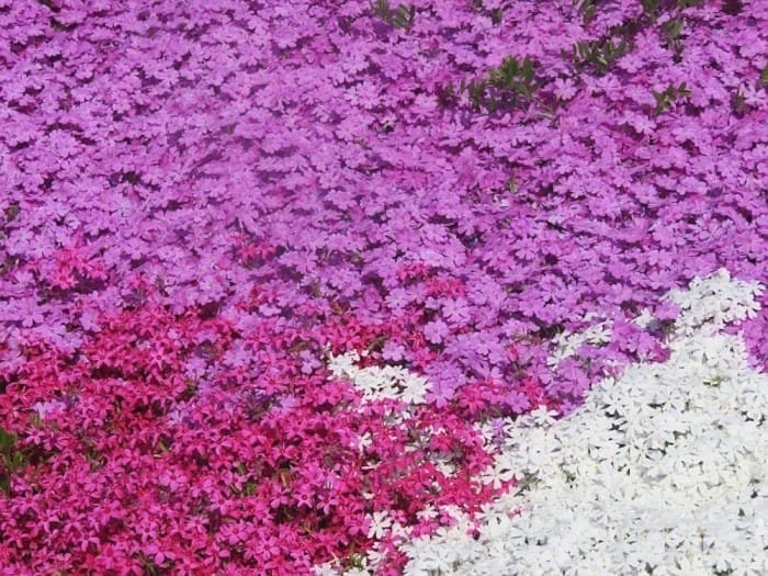 10 Best spots to view spring flowers around Japan