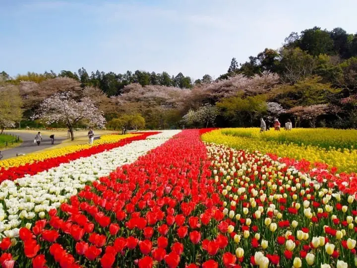 10 Best spots to view spring flowers around Japan 