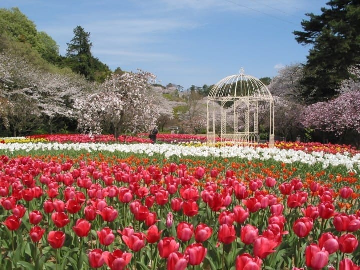 10 Best spots to view spring flowers around Japan