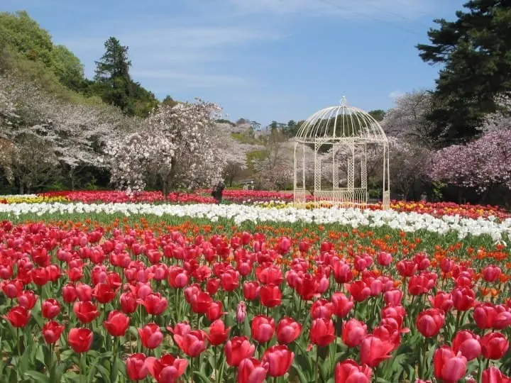 10 Best spots to view spring flowers around Japan 