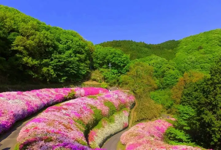 10 Best spots to view spring flowers around Japan 