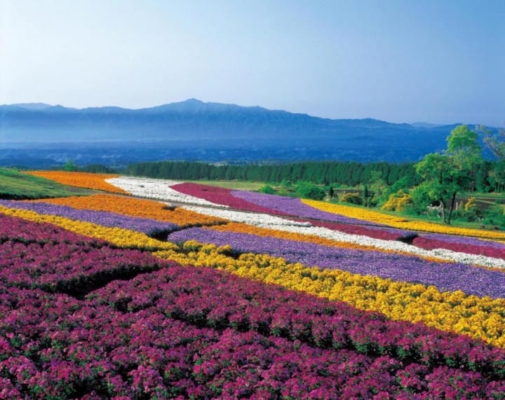 10 Best spots to view spring flowers around Japan