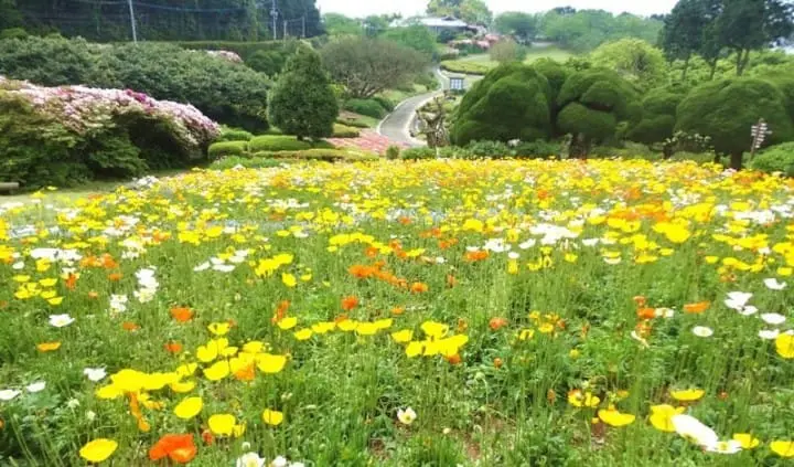 10 Best spots to view spring flowers around Japan 