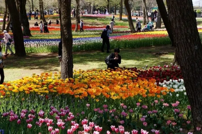 10 Best spots to view spring flowers around Japan 
