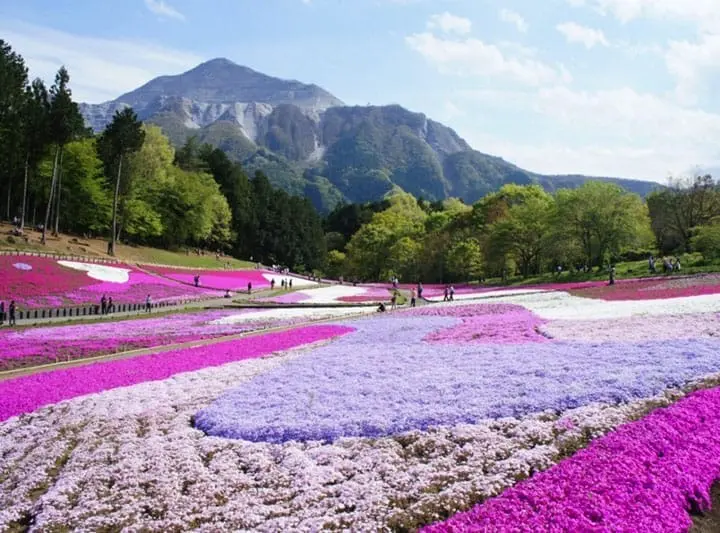 10 Best spots to view spring flowers around Japan 