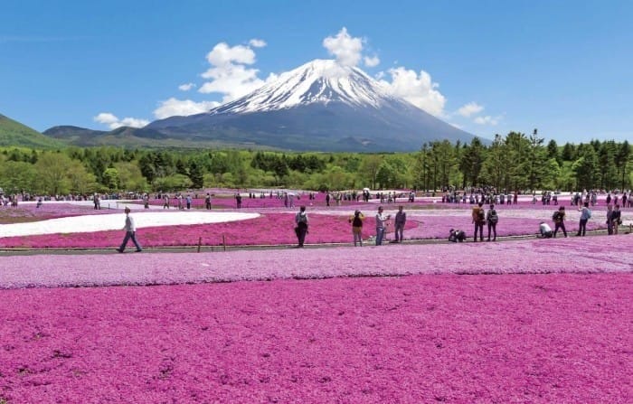 Beautiful Flower Garden In Japan / Japanese House Image Photo Free Trial Bigstock / There are relatively few flowers except for beautiful rows of irises along a stream and a few other flowers but the beauty arises from the combination of trees, sculpted bushes, lovely miss covered areas, rocks, a.