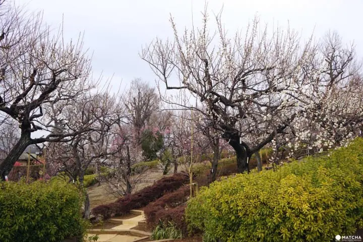 Setagaya Plum Festival - Marvel In The First Signs Of Spring