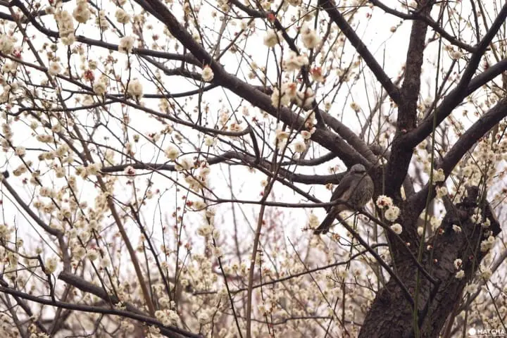 Setagaya Plum Festival - Marvel In The First Signs Of Spring