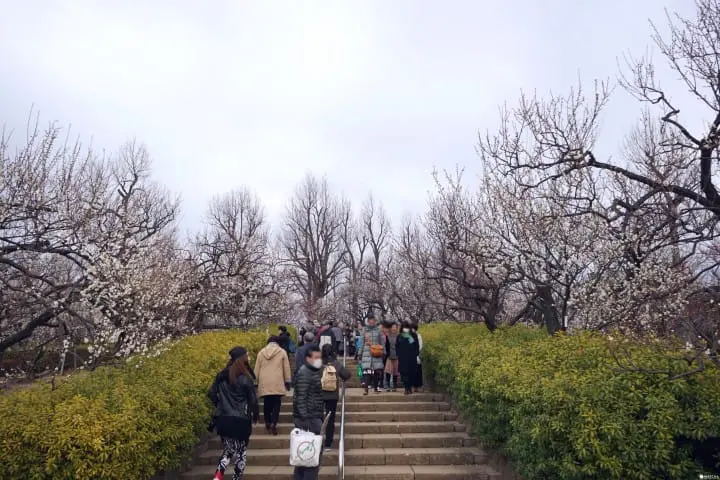 Setagaya Plum Festival - Marvel In The First Signs Of Spring