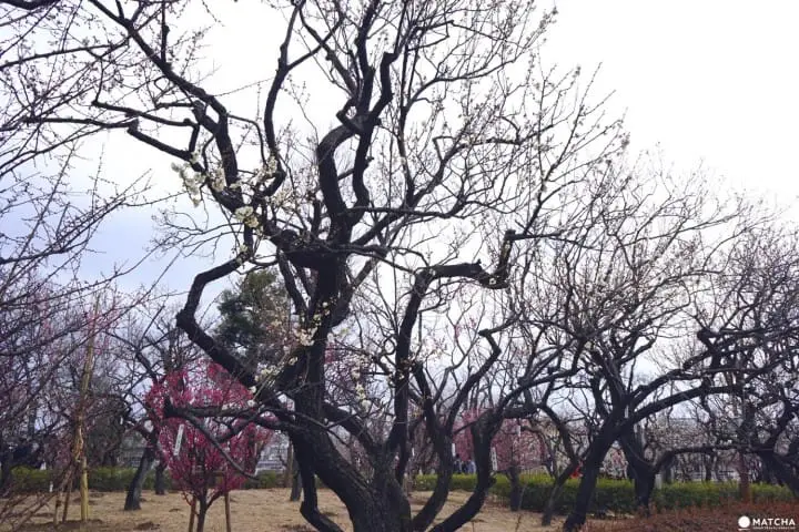 Setagaya Plum Festival - Marvel In The First Signs Of Spring