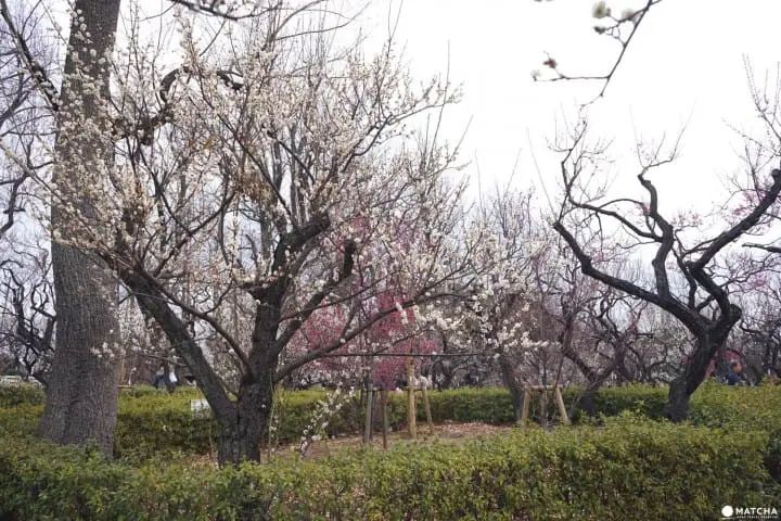 Setagaya Plum Festival - Marvel In The First Signs Of Spring