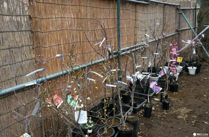 Setagaya Plum Blossom Festival - Marvel In The First Signs Of Spring