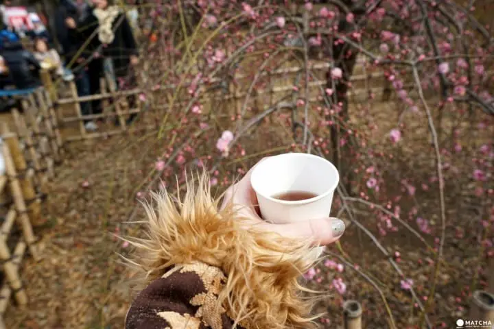 Setagaya Plum Blossom Festival - Marvel In The First Signs Of Spring