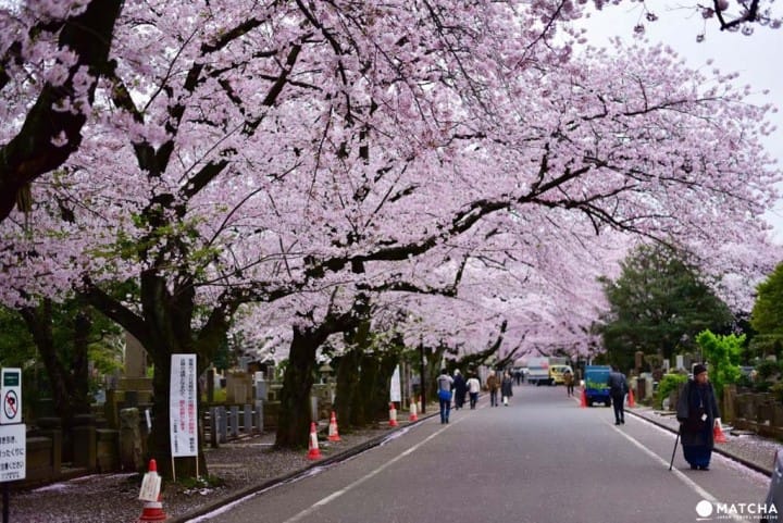 賞櫻 谷中 靈 園