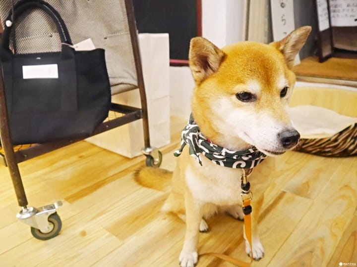 東京kitsch柴犬