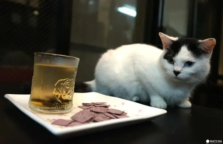 5 Plum Flavored Treats You Have To Try If You Visit A Plum Festival