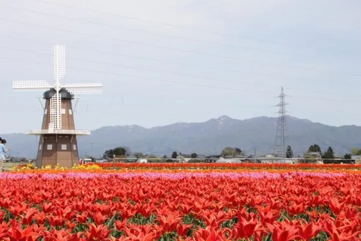 10 Best spots to view spring flowers around Japan 