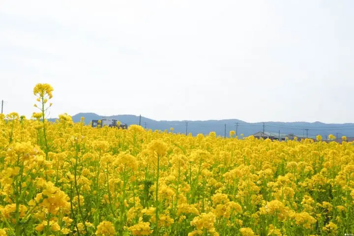 東京近郊 春天絕景