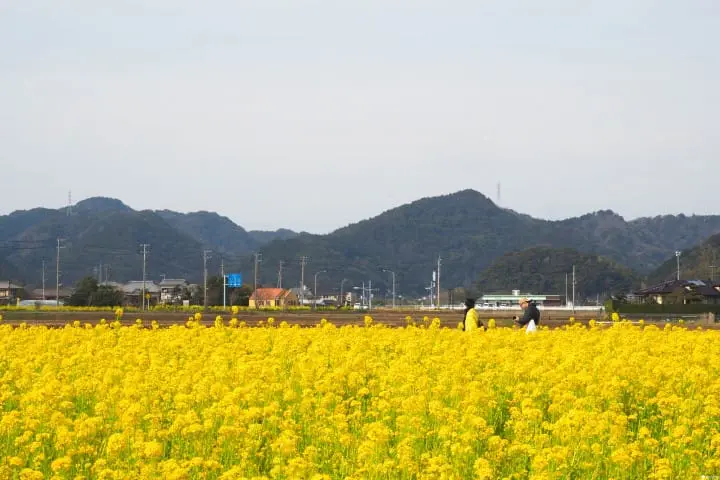 東京近郊 春天景點
