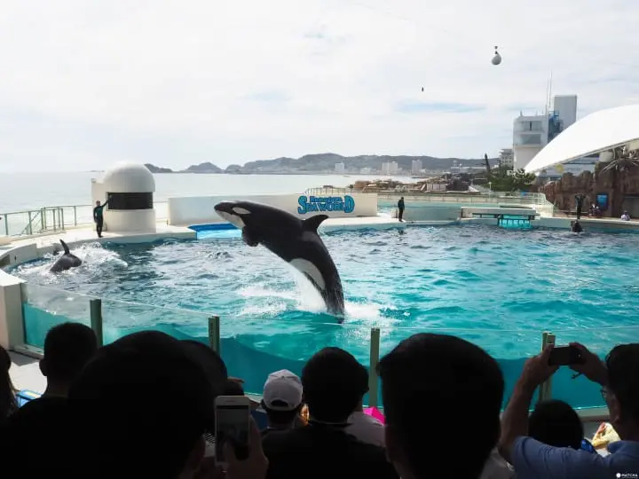 日本千葉鴨川海洋世界