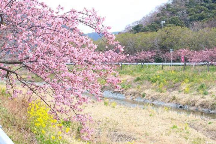 東京近郊 千葉賞櫻景點