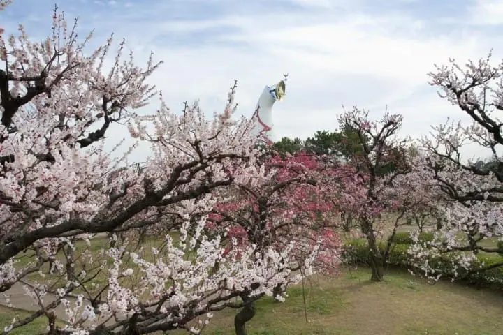 เทศกาลดอกบ๊วย (Ume Matsuri) ให้โลกของเรารายล้อมไปด้วยสีชมพูที่สวน Expo 70 เมืองโอซาก้า