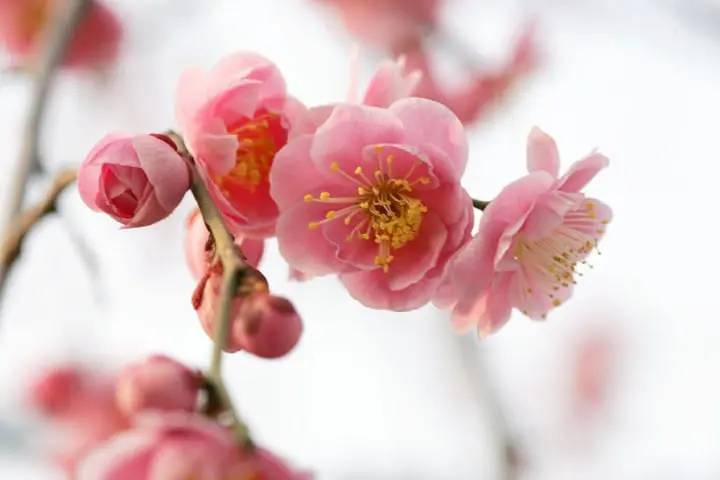 เทศกาลดอกบ๊วย (Ume Matsuri) ให้โลกของเรารายล้อมไปด้วยสีชมพูที่สวน Expo 70 เมืองโอซาก้า