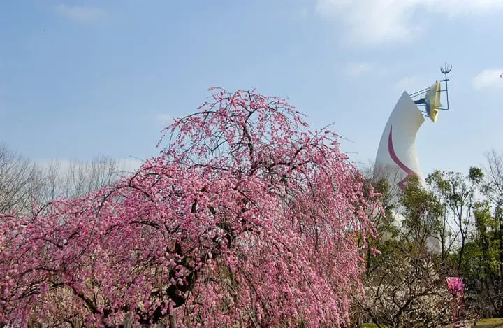 เทศกาลดอกบ๊วย (Ume Matsuri) ให้โลกของเรารายล้อมไปด้วยสีชมพูที่สวน Expo 70 เมืองโอซาก้า