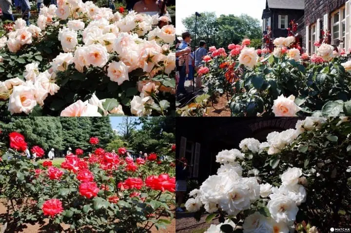 舊古河庭園玫瑰