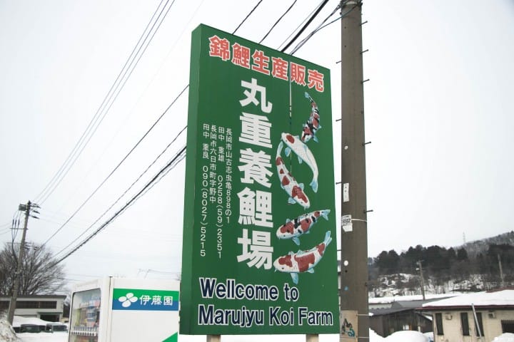 丸重養鯉