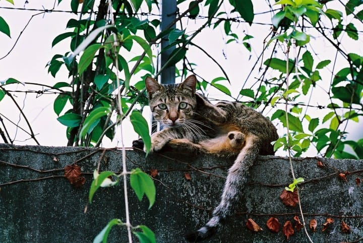 猫
