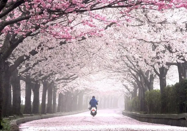 京都の桜を満喫！花見のベストスポット15と楽しむためのヒント