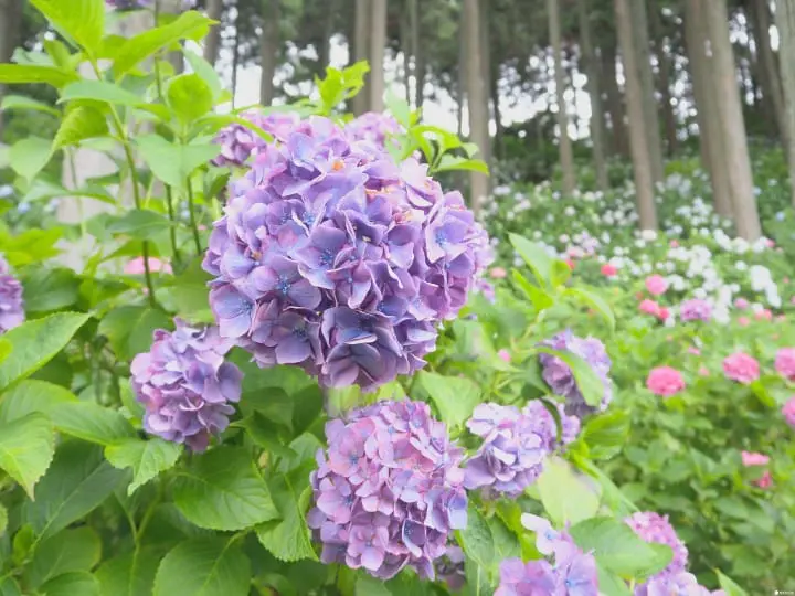 東京近郊千葉服部農園繡球花