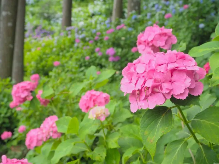 東京近郊千葉 服部農園紫陽花