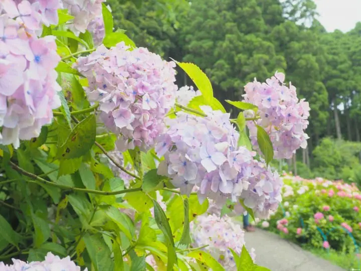 東京近郊千葉 服部農園