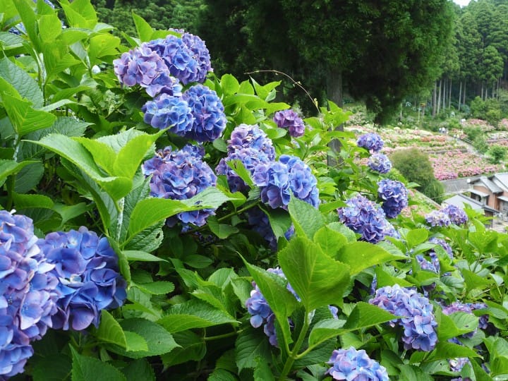 東京近郊千葉繡球花