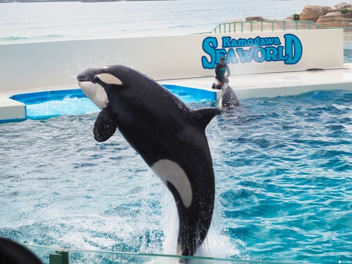 鴨川seaworld