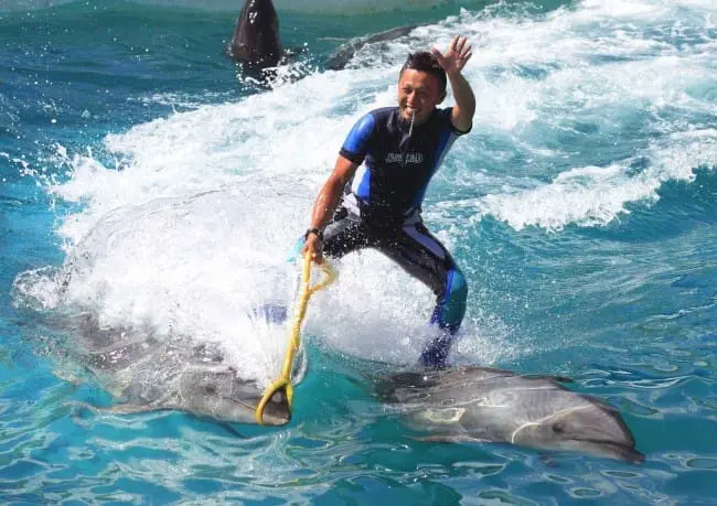 海豚表演 seaworld