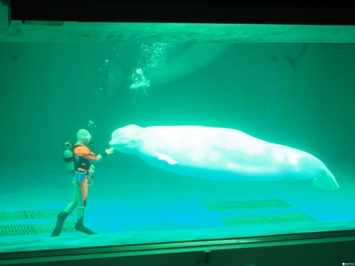 白鯨表演 鴨川海洋世界