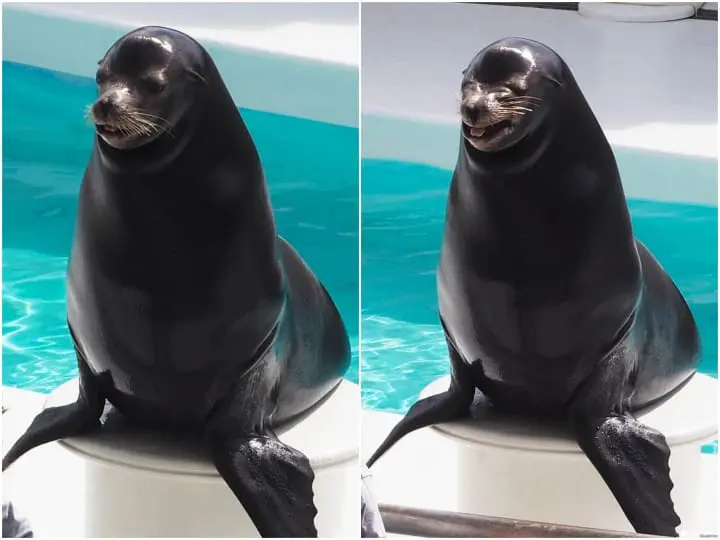 海獅微笑合照 鴨川海洋世界