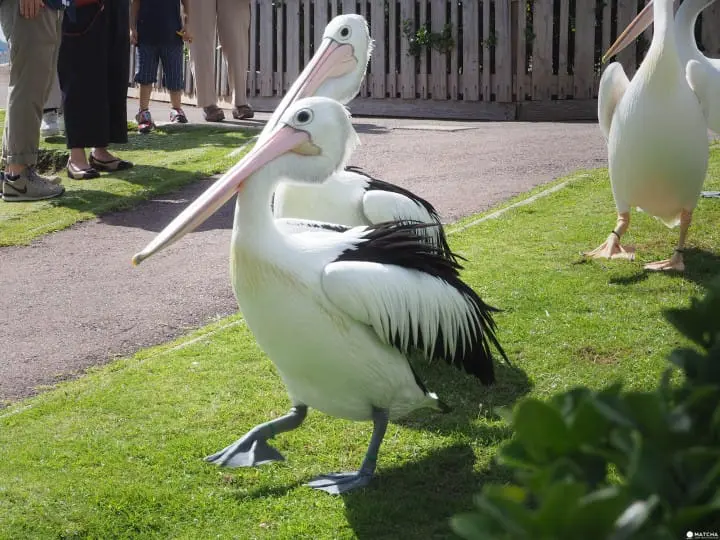 大嘴鳥鴨川seaworld