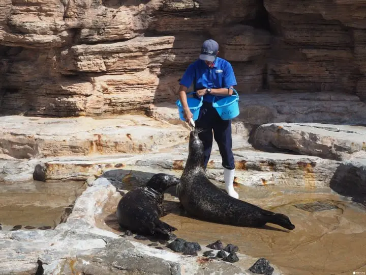 餵食秀 鴨川海洋世界