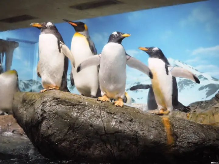 企鵝鴨川海洋世界